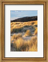 Framed Dune Grass Qnd Beach III