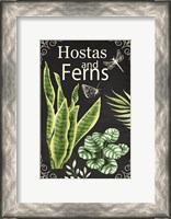 Framed Hostas and Ferns