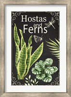 Framed Hostas and Ferns