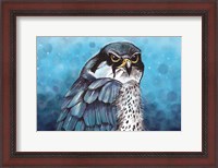 Framed Falcon