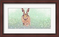 Framed Hare I