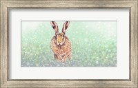 Framed Hare I