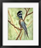 Framed Bird on Branch