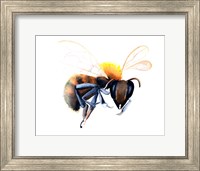 Framed Bee