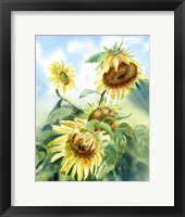 Framed Sunflowers