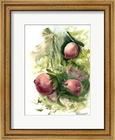 Framed Pomegranate