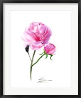 Framed Pink Flowers V