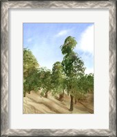 Framed Apple Trees