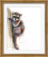 Framed Raccoon II