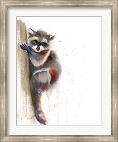 Framed Raccoon II