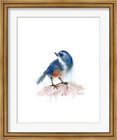 Framed Blue Bird