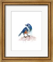 Framed Blue Bird