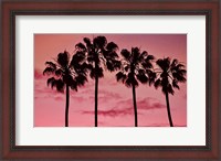 Framed Pink Palms