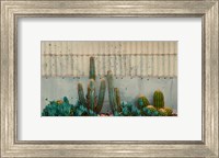 Framed Cactus Garden