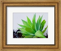 Framed Succulent I