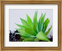 Framed Succulent I