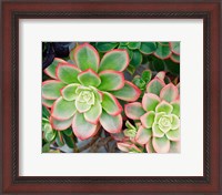 Framed Succulent II