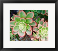 Framed Succulent II