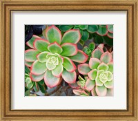 Framed Succulent II