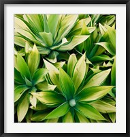 Framed Succulent V