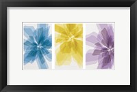 Framed Three X-Ray Flowers