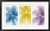 Framed Three X-Ray Flowers
