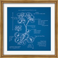 Framed Blueprints I