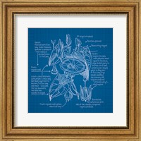 Framed Blueprints III