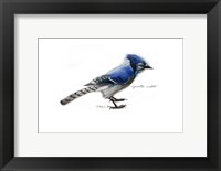 Framed Blue Jay