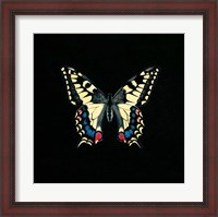 Framed Butterfly on Black