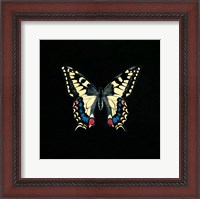 Framed Butterfly on Black