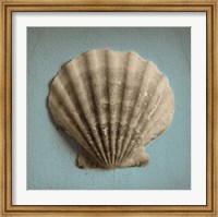 Framed Seashell Study II