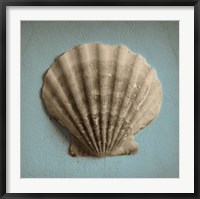 Framed Seashell Study II