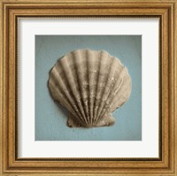 Framed Seashell Study II