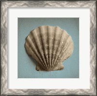 Framed Seashell Study II