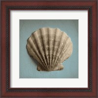 Framed Seashell Study II