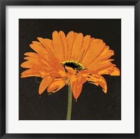 Framed Midnight Gerbera II