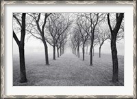 Framed Tunnel of Trees