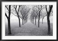 Framed Tunnel of Trees