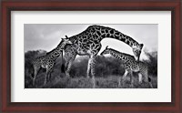 Framed Giraffe Family