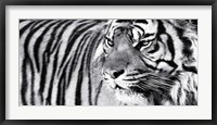 Framed Tiger Eyes