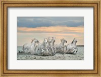 Framed Camargue Horses - France