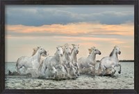 Framed Camargue Horses - France