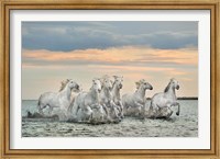 Framed Camargue Horses - France