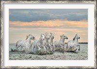 Framed Camargue Horses - France