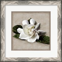 Framed Botanical Gardenia