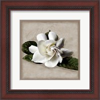 Framed Botanical Gardenia