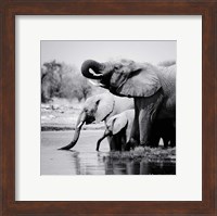 Framed Namibia Elephants