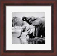 Framed Namibia Elephants