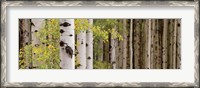 Framed White Forest Standing
